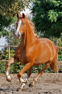 Hanoverian