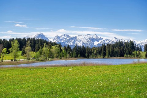 Hegratsrieder See near Fuessen, Allgaeu Alps, snow, mute swan, forest, Ostallgaeu, Buching,