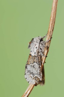 Sallow kitten moth (Furcula furcula), North Rhine-Westphalia, Germany, Europe
