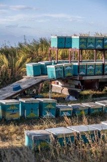 Stacked and lined up colourfully painted beehives, beekeeper, Kyrgyzstan, Asia