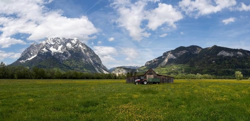 Meadow with tall buttercups (Ranunculus acris), greater buttercup, common buttercup, behind hay