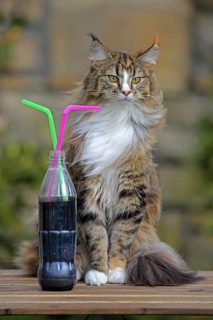 Norwegian Forest Cat