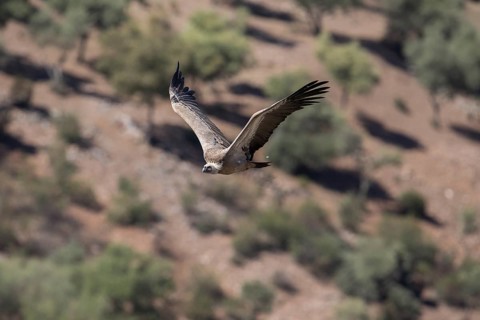 Griffon vulture (Gyps fulvus), Monfraguee National Park, Extremadura, Castilla La Mancha, Spain,