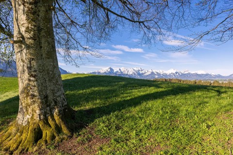 Landscape with tree near Fuessen, Allgaeu Alps, beech, Allgaeu, Bavaria, Germany, Europe