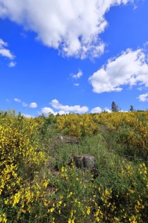 An area of forest destroyed by the bark beetle (Ips typographus) is overgrown by broom (Genista),
