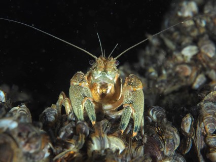 A spider crab (Faxonius limosus), with elongated antennae resting on mussels, quagga mussel