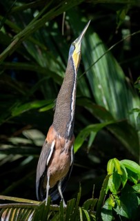 Bare-throated tiger heron (Tigrisoma mexicanum) sitting on a branch, making a long neck, behaviour,