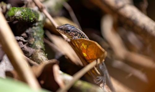 Blue-tailed Ameive (Holcosus festivus), Tortuguero National Park, Costa Rica, Central America