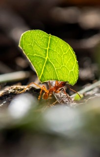 Leaf-cutter ant (Atta cephalotes) carrying a piece of leaf, rainforest, Tortuguero National Park,