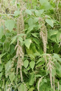 Garden foxtail amaranth (Amaranthus caudatus var. viridis), inflorescence, ornamental plant, North