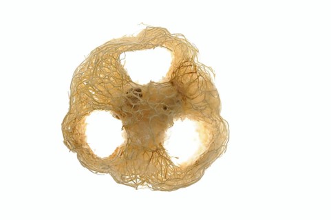 Sponge cucumber (Luffa aegyptiaca, Luffa cylindrica), fibrous interior of the ripe fruit, used as a