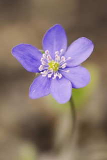 Liverwort (Hepatica nobilis, Anemone hepatica), flower, North Rhine-Westphalia, Germany, Europe