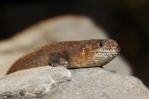 Spiny-tailed skink (Egernia stokesii), captive, occurrence in Australia