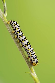 Brown-root monk (Shargacucullia scrophulariae), caterpillar, North Rhine-Westphalia, Germany,