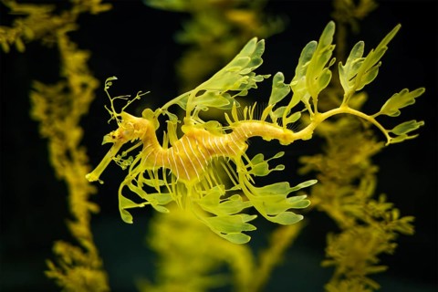 Leafy Seadragon Phycodurus eques or Glauert's seadragon marine fish underwater