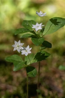 Chickweed wintergreen (Trientalis europaea), Emsland, Lower Saxony, Germany, Europe