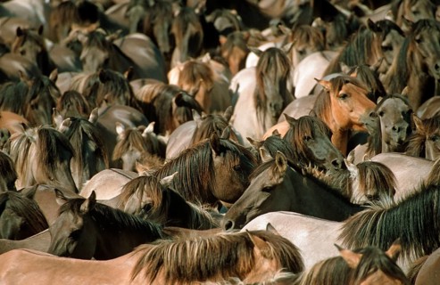 Duelmener, Duelmen horse, wild horse capture, Duelmen, North Rhine-Westphalia, Germany, Europe