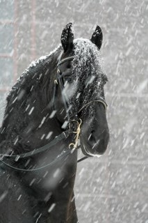 Friesian, Friesian horse