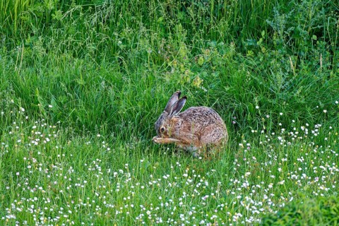 A brown hare (Lepus europaeus) sits in a green meadow surrounded by grass and wildflowers and