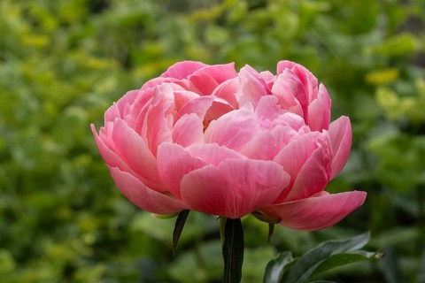 Peony (Paeonia Coral Charm) between yellow umbels (Smyrnium perfoliatum), Emsland, Lower Saxony,