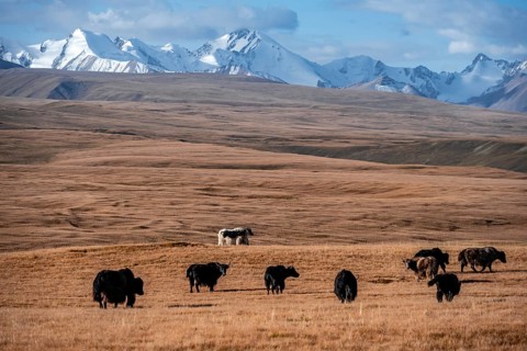 Glaciated and snow-covered mountains, herd of yaks grazing on the plateau in autumnal mountain