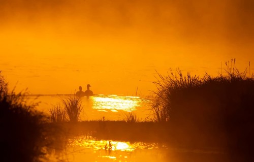 Greylag geese (Anser anser), morning mood, sunlight, backlight, water, Lower Austria