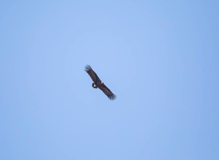 Black vulture or cinereous vulture (Aegypius monachus), Monfraguee National Park, Extremadura,