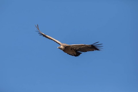 Griffon vulture (Gyps fulvus), Monfraguee National Park, Extremadura, Castilla La Mancha, Spain,