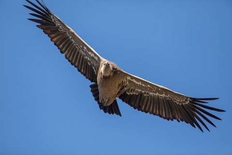 Griffon vulture (Gyps fulvus), Monfraguee National Park, Extremadura, Castilla La Mancha, Spain,