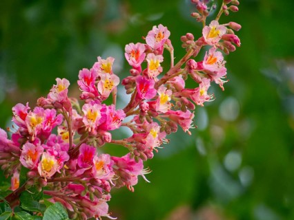AesFlesh red horse chestnut (culus x carnea) close-up
