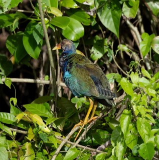 Purple Gallinule or american purple gallinule (Porphyrio martinicus) juvenile, sitting on a branch,