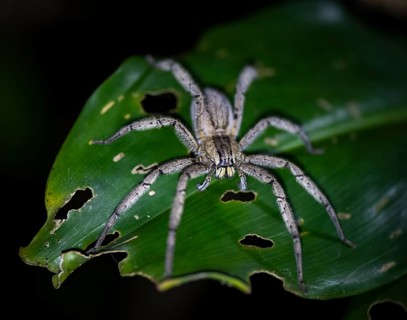 Getazi comb spider or Getazi banana spider (Cupiennius tazi) sitting on a banana leaf at night,