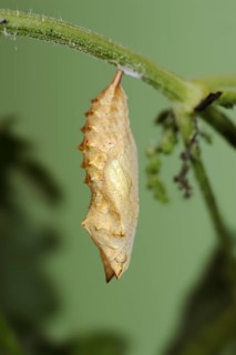 Small tortoiseshell (Nymphalis urticae, Aglais urticae), pupa, North Rhine-Westphalia, Germany,