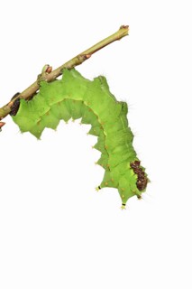 Indian luna moth (Actias selene), caterpillar against a white background, captive, occurrence in
