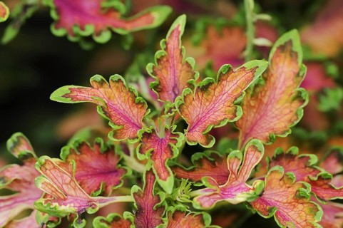 Coloured nettle 'Malibu Apricot' (Solenostemon scutellarioides, Plectranthus scutellarioides),