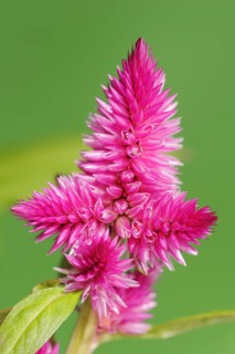 Plumose celosia (Celosia argentea var. plumosa), inflorescence, ornamental plant, North