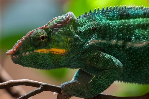 Panther Chameleon, terrarium in the Nuremberg Zoo, Nuremberg, Middle Franconia, Bavaria, Germany,