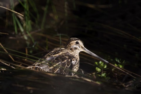 Common snipe (Gallinago gallinago), North Rhine-Westphalia, Germany, Europe