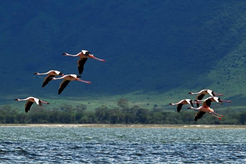 Lesser flamingos (Phoeniconaias minor) in flight, Ngorongoro Crater, Ngorongoro Conservation Area,