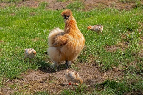 Silk hen with Wyandotte chick, hen, Wittorf, Samtgemeinde Bardowick, Lower Saxony, Germany, Europe
