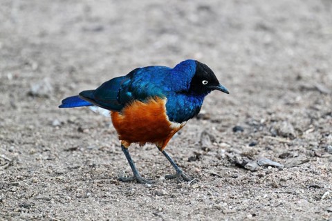 Superb Starling (Lamprotornis superbus), Serengeti National Park, Tanzania, Africa