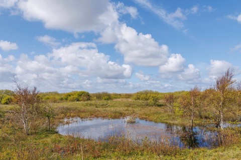 A small pond in a peaceful meadow landscape under a blue sky with clouds, plants, grasses and green