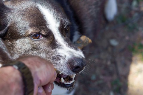 Close-up of the head of a black and white dog biting a stick out of its owner's hand