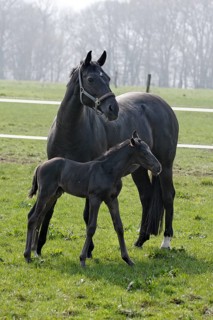 Hanoverian, mare with foal