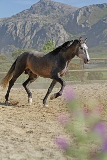 Andalusian, Andalusian horse, Antequera, Andalusia, Spain, Europe