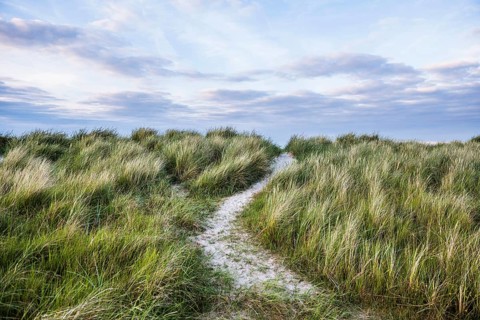 Marram grass (Ammophila arenaria) on dune and beach, Wadden Sea, Schillig, Wangerland, East Frisia,