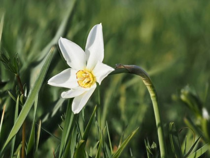 Star narcissus (Narcissus radiiflorus), near Irdning, Ennstal, Styria, Austria, Europe