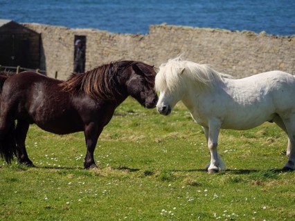 A white and a black pony touch each other tenderly on a pasture in front of a stone wall and the
