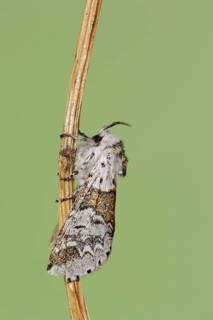 Sallow kitten moth (Furcula furcula), North Rhine-Westphalia, Germany, Europe