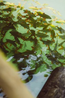 School of fish swimming near the surface in a natural body of water. Khao Sok National Park,